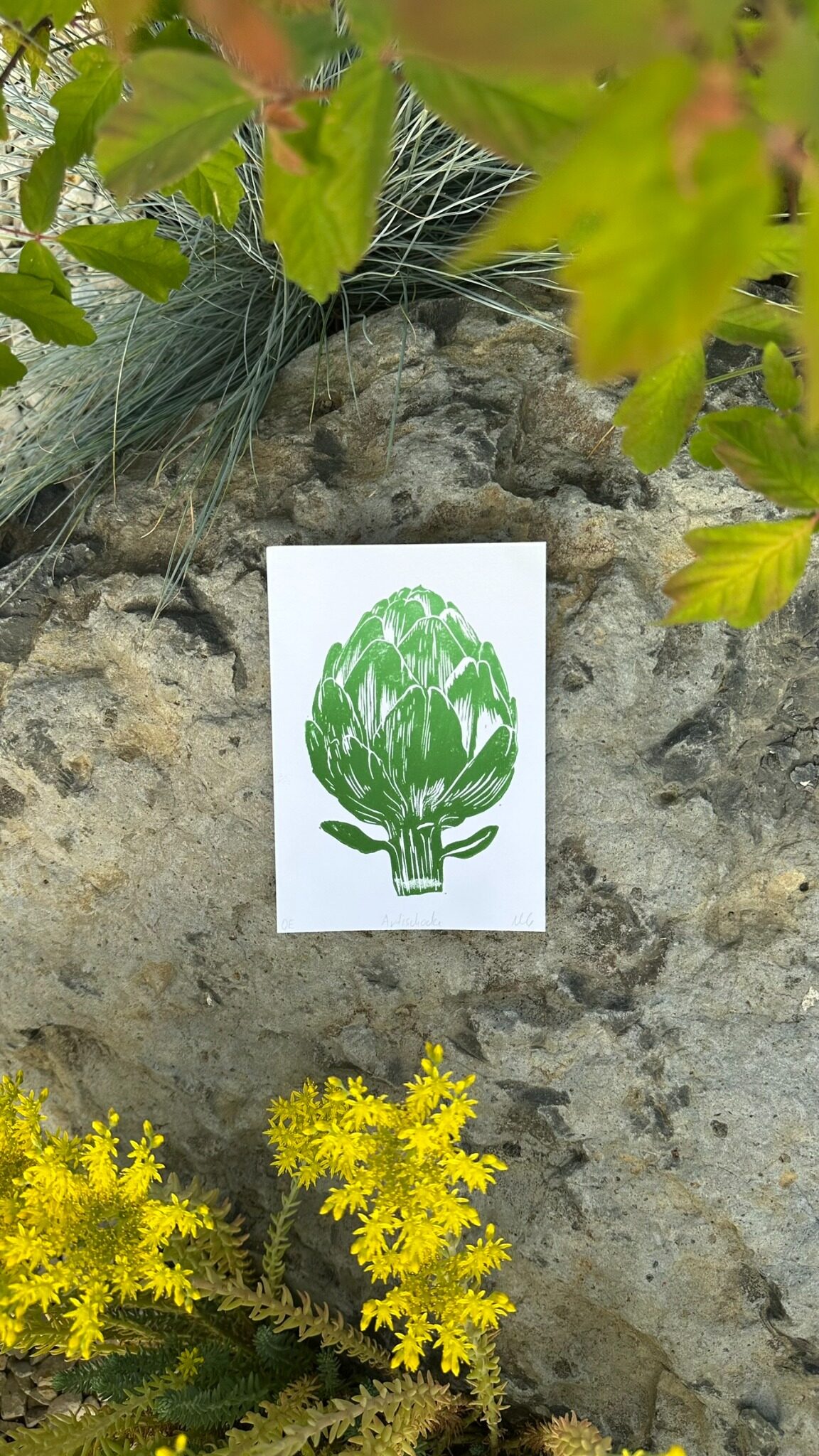 Artischocke im Garten